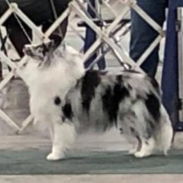 Shetland Sheepdogs from Deborah Devers's Shetland Sheepdogs