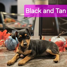 Black And Tan Girl 1 - Miniature Pinscher puppy from CNY Miniature Pinschers