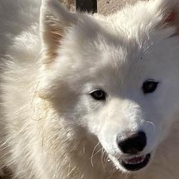 Samoyeds from Job's Peak Samoyeds