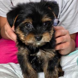 Lola's boy - Black and tan male Yorkshire Terrier puppy in Aiken, South Carolina from Sio's Yorkies