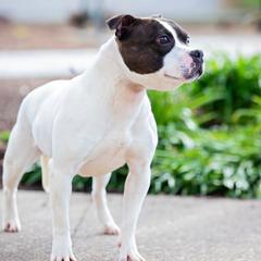Bindi - Staffordshire Bull Terrier