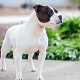 Bindi - Staffordshire Bull Terrier