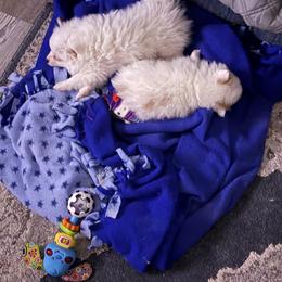 Pomeranian Puppies from Tania’s treasures Pomeranians