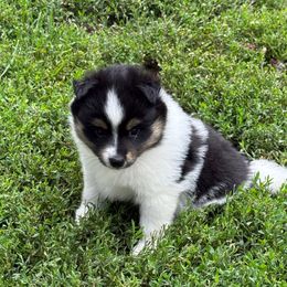 Cadie - Tri-color female Pomsky puppy in Doon, Iowa from Luxury Pomsky