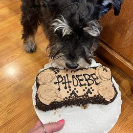 Miniature Schnauzer Puppies from A'Lord Miniature Schnauzer