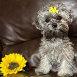Morkie puppies from Kay’s Cutie Poos