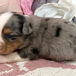 Miniature Australian Shepherd and Toy Australian Shepherd Puppies from Tonia Johnson's Toy and Miniature Australian Shepherds