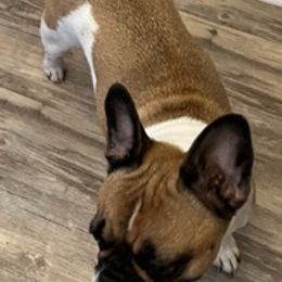 French Bulldogs from Tara's French Bulldogs