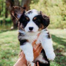 Guinness - Black and tan female Pembroke Welsh Corgi puppy in North East, Maryland from Potato Patch