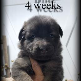 Blitz - Blue female German Shepherd puppy in Sequim, Washington from German Shepherd Haus