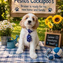 Bruiser - Red and white male Cockapoo puppy in Miami, Florida from Peshos Cockapoos