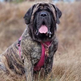 Mastiffs from M.C.'s Mastiffs