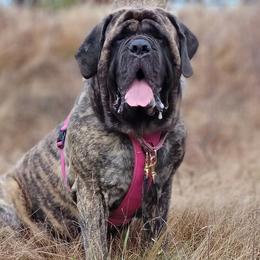 Mastiffs from M.C.'s Mastiffs