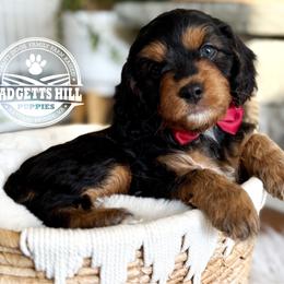 Ruby - Black and tan female Cavapoo puppy in Natural Bridge, Virginia from Padgetts Hill Puppies