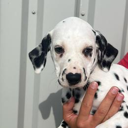 Bluebell - White and black male Dalmatian puppy in Austin, Texas from Dazzling Dalz