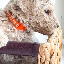 Poodle Puppies from Cheerful Poodles