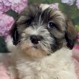 Earl - Silver sable male Havanese puppy in Clermont, Florida from Country Sweet Havanese and Creative Coaching