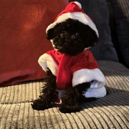 Poodle Puppies from Singing Sands Poodles