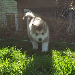 Alaskan Malamute Puppies from Delphi Alaskan Malamutes