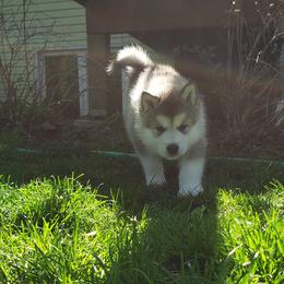 Alaskan Malamute Puppies from Delphi Alaskan Malamutes