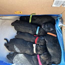 German Shepherd Puppies from FuryHaus German Shepherds