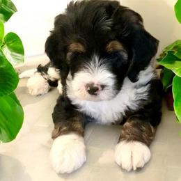Lucky - Tri-color male Bernedoodle puppy in Huntsville, Alabama from Falcon Ridge Doodles