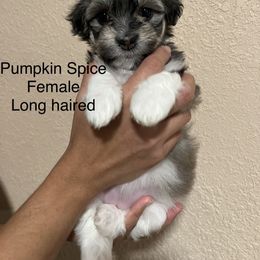 Havanese Puppies from Hoodview Havanese