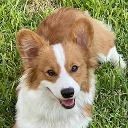 Gus - Pembroke Welsh Corgi
