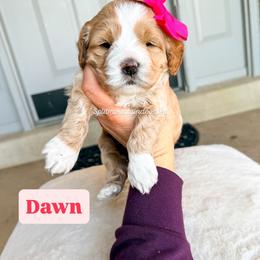 Dawn - Buff and white female Cockapoo puppy in West Haven, Utah from Split Mountain Doodles