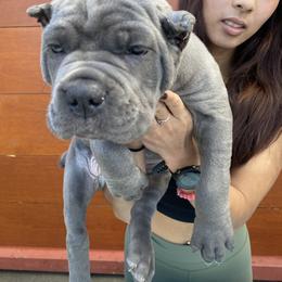 Cane Corso Puppies from Busch Kennels LLC