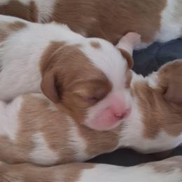 Fargo - Blenheim male Cavalier King Charles Spaniel puppy in West Plains, Missouri from God's Designs Cavaliers