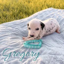 Gregory - White and black male Dalmatian puppy in Mount Vernon, Missouri from Spots & Spirals