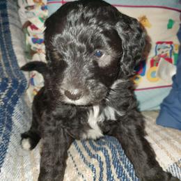 Peaches - Black female Sheepadoodle puppy in Bellevue, Iowa from Fluffy Wonders Poms and Doodles