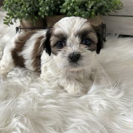 Shih Tzu Puppies from Riley Family Kennel