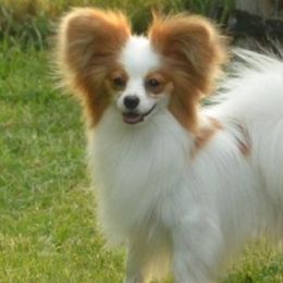 Papillons from Disyre Papillons