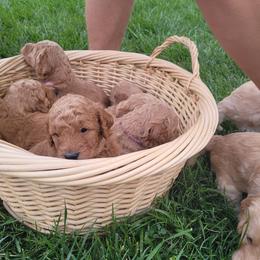 Goldendoodle Puppies from 3 Willows Goldendoodles