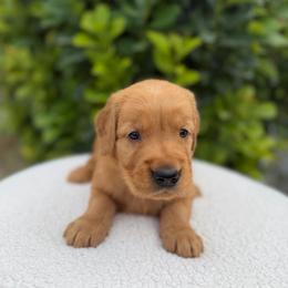Red boy - Dark golden male Golden Retriever puppy in Salt Lake City, Utah from Deseret Peak Goldens