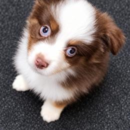 Girl 7 - Red tri female Miniature Australian Shepherd puppy in Hampton, Tennessee from TC Farms Stock Dogs - Miniature Australian Shepherds