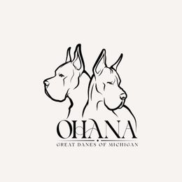 Knox - Harlequin male Great Dane puppy in Michigan from Ohana Great Danes of Michigan