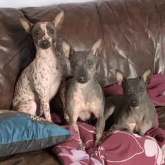 American Hairless Terrier All Grown Up from Esomé Kennels