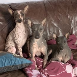 American Hairless Terrier All Grown Up from Esomé Kennels