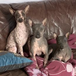 American Hairless Terrier All Grown Up from Esomé Kennels