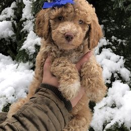 Aussiedoodle Puppies from Redwood Aussiedoodles