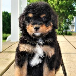 Aussiedoodles and Bernedoodles from Steindoodles