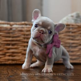 Nova - Tricolors female French Bulldog puppy in Blue Ridge, Texas from Beason’s HomeGrown Frenchies