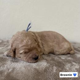 Brownie - Red  male Goldendoodle puppy in Crothersville, Indiana from Wischmeier’s Doodles