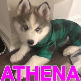 ATHENA (SPIDER) EDWARDS'S - Black tan and white female Siberian Husky puppy in Helen, Georgia from Royal Siberian AKC Huskies