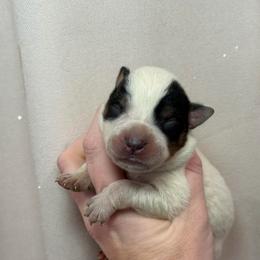 Tully - Blue speckled female Australian Cattle Dog puppy in Rosharon, Texas from 4Surge Cattle Dogs