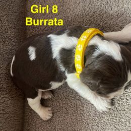 English Springer Spaniel Puppies from Picky’s Puppies