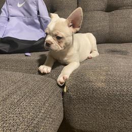 Queen - Cream female French Bulldog puppy in Columbus, Ohio from Northgate Frenchies